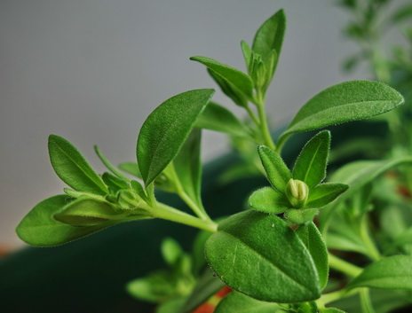 knospe blüte flower green pflanze verde Calibrachoa  Nachtschattengewächse Hybride 