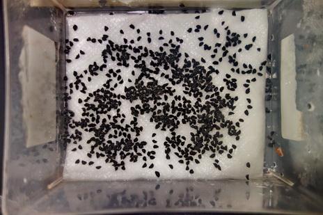 keimsprossen zwiebelsamen stuttgarter riesen seeds samen küchenrolle box kontrast