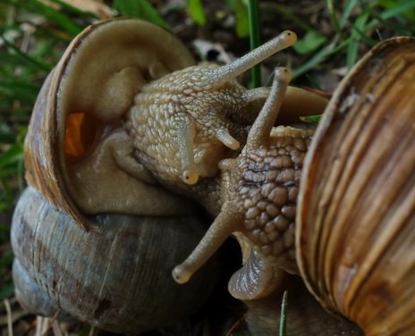 snail love sex paarung