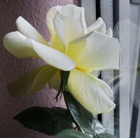 fleur rose bud blühte fensterjaune window