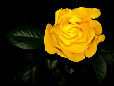 rose gelb yellow blüte bud