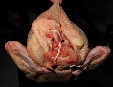 pollo poulet vкурица frango tavuk kyckling चिकन  kjúklingur Gallus gallus domesticus kip 鸡