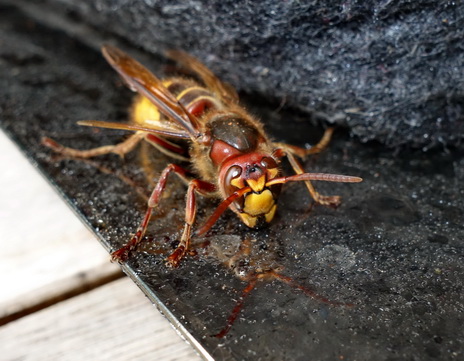 insecto insecte inseto حشرة hyönteinen kukac कीट  rovar насекомое owad 昆虫