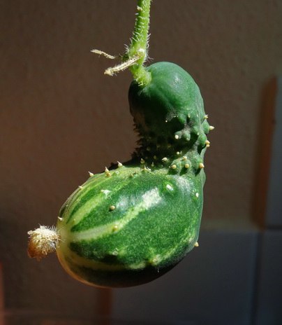 cucumber pepino concombre cetriolo krastavac castravete kurkku огурец خيار gurka ककड़ी  komkommer gurke