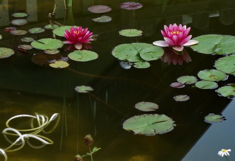 nenúfar gartenteich pond lila water wasser pflanze schwimmblatt  blüte bud