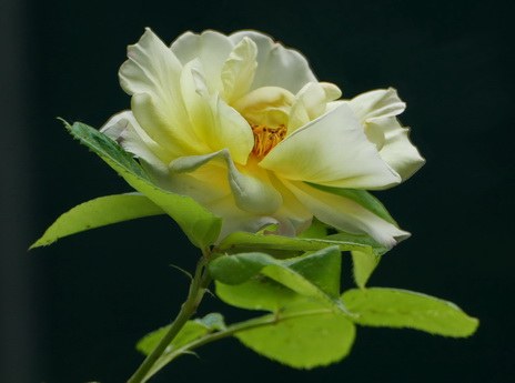 panasonic lumix rose gelb weiß white yellow kamera