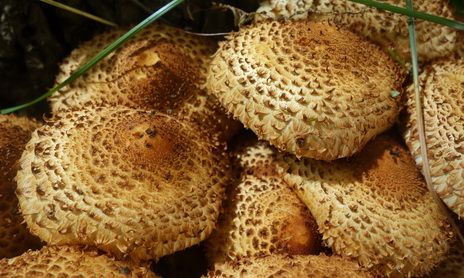 蘑菇 seta cogumelo sveppir gomba грибной svamp sieni champignon fungi schüppling  कुकुरमुत्ता