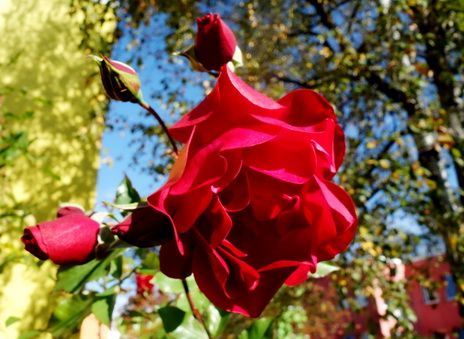 rote rosen blühen blooming studentenwohnheim salzburg