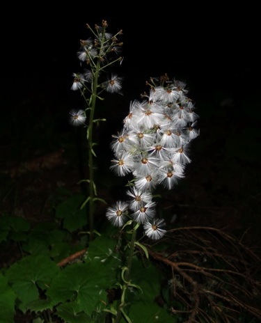 weiß puster blühen blooming wood forest dark night black wildpflanze noir