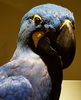 blue
ara
guacamayo
papageinschnabel
vogelkopf
relleno
