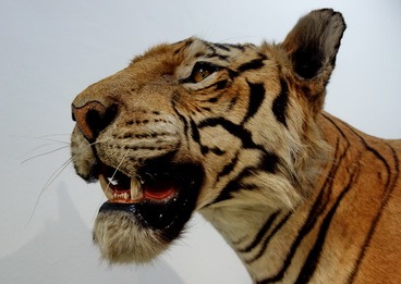 foto-st ausgestopft tigger tigger Panthera tigris maul mouth