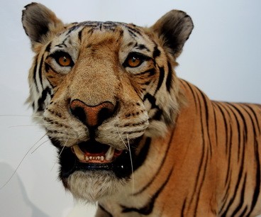 foto-st prepariert Panthera tigris caput schädl eye schnauze 