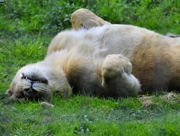 lion female sleeping