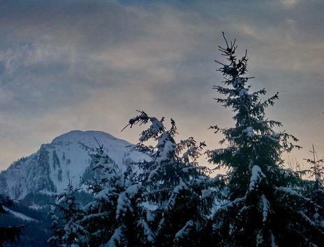 berg schnee baum januar eiskalt snow white mountain peak tree