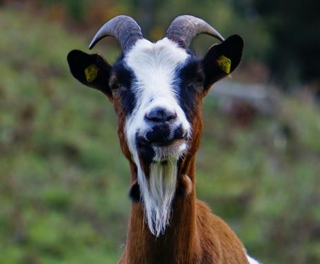 ziege goat white horn alm tier bart