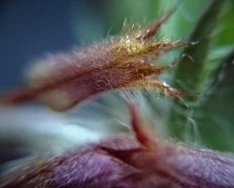  Gaillardia aristata Asteraceae  Korbblütler seed samen semence semilla семя 种子 mag sjeme semente