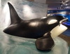 show orca killerwhale